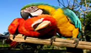 Tarapoto Basico